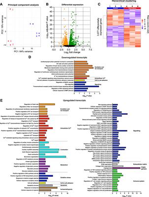 Atrioventricular node dysfunction in pressure overload-induced heart failure—Involvement of the immune system and transcriptomic remodelling